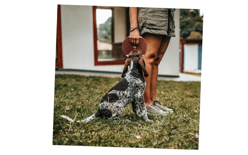 Pelota De Rugby Para Perros